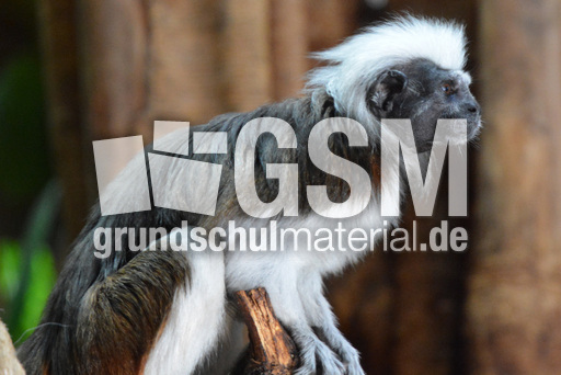 Lisztäffchen (3).jpg